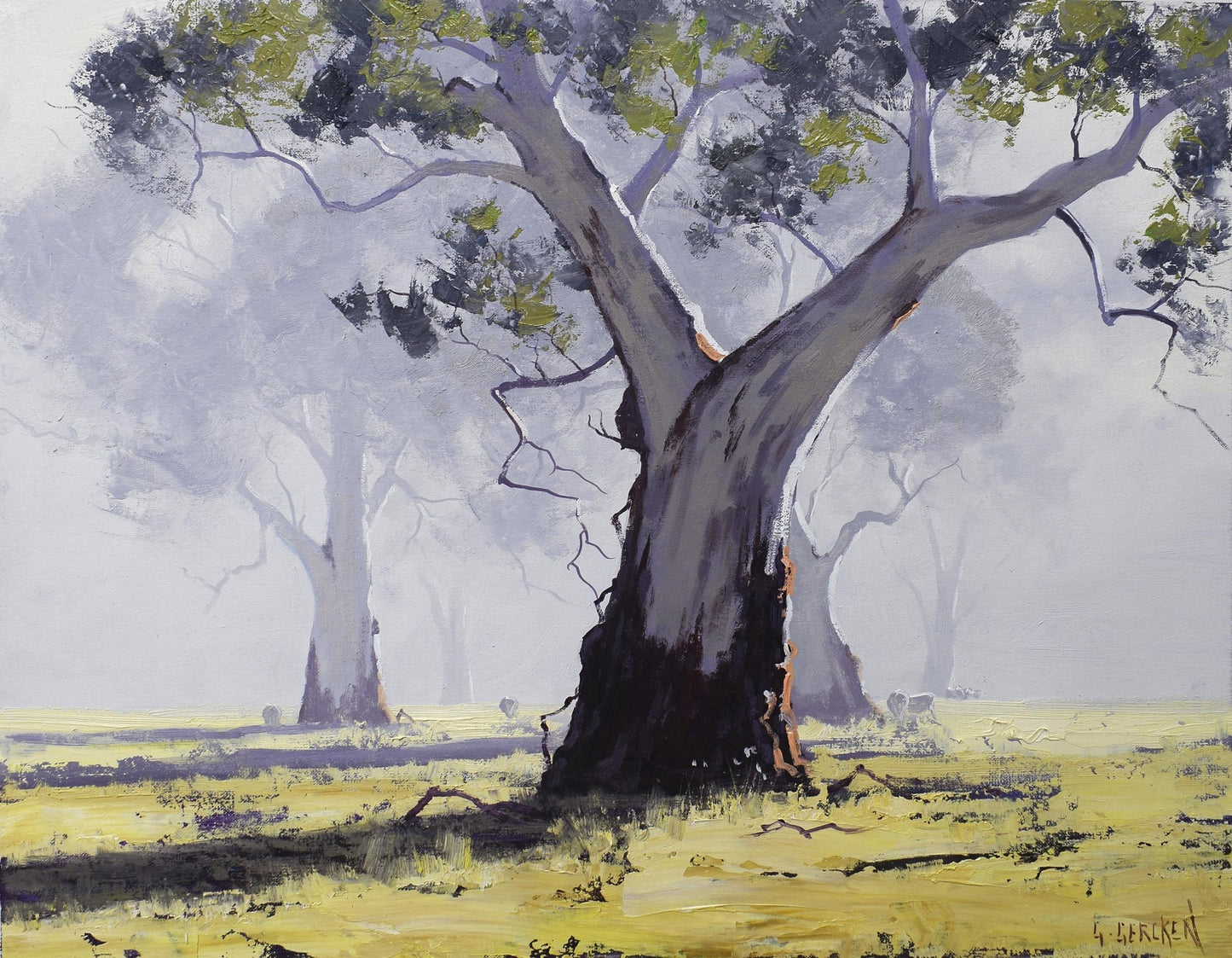 Misty Morning Gum trees