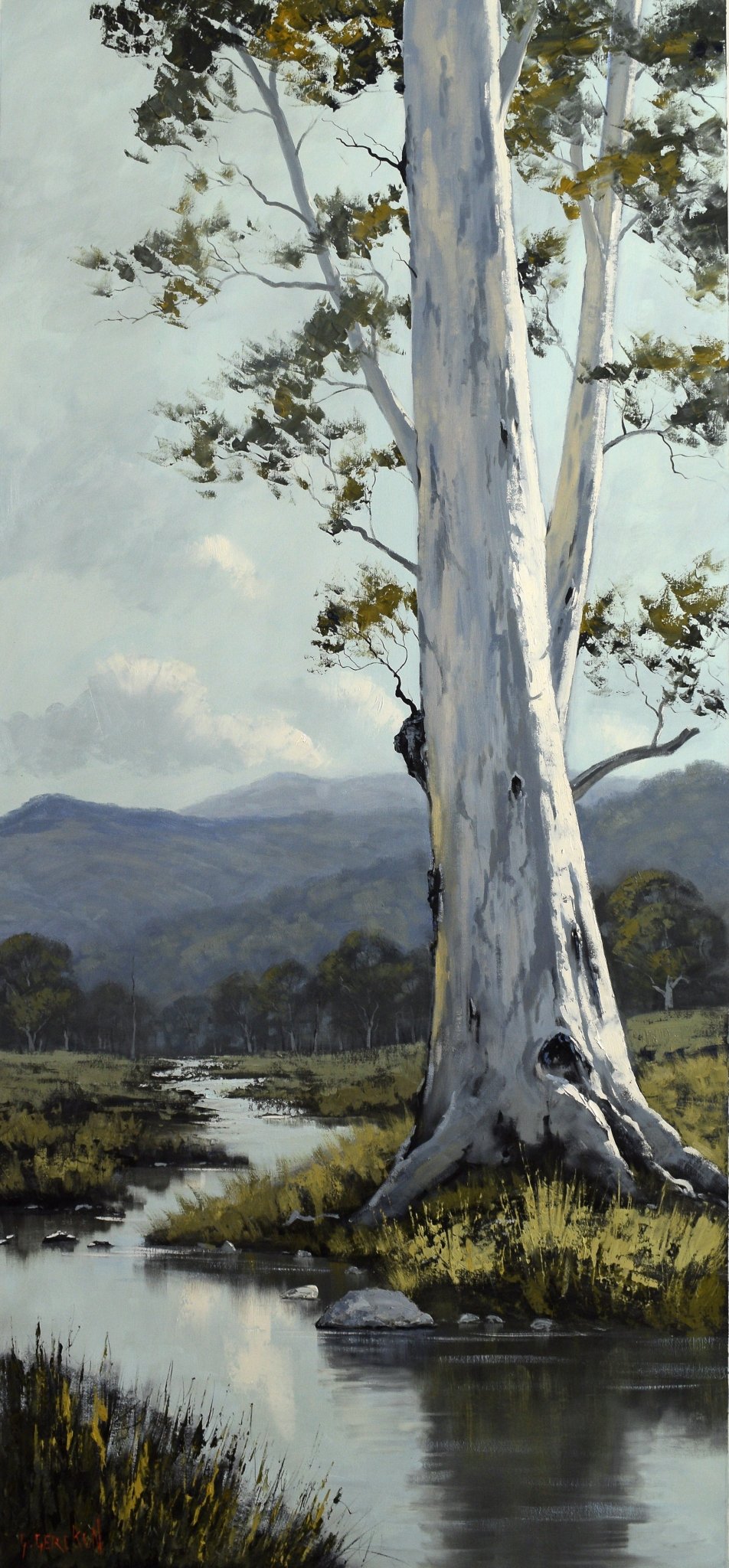 Riverbank Gum Tree