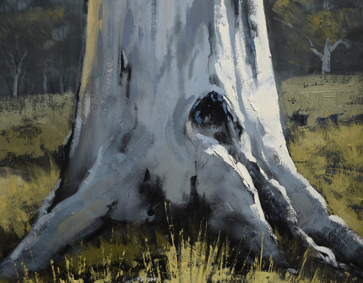 Riverbank Gum Tree