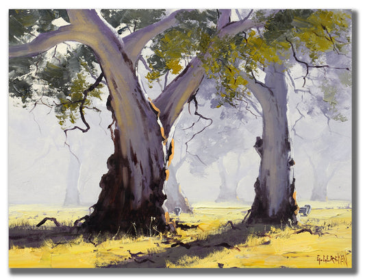 Misty Morning Gum trees