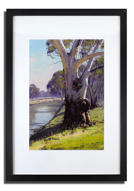 Namoi River Gum – Framed Original Australian Landscape Oil Painting