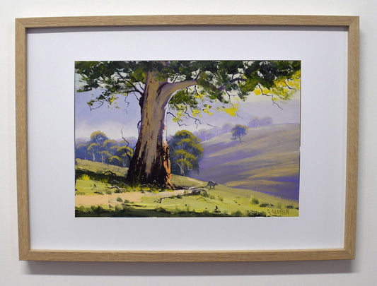 Framed Original Gum Tree Oil Painting – Australian Bush Landscape by Graham Gercken